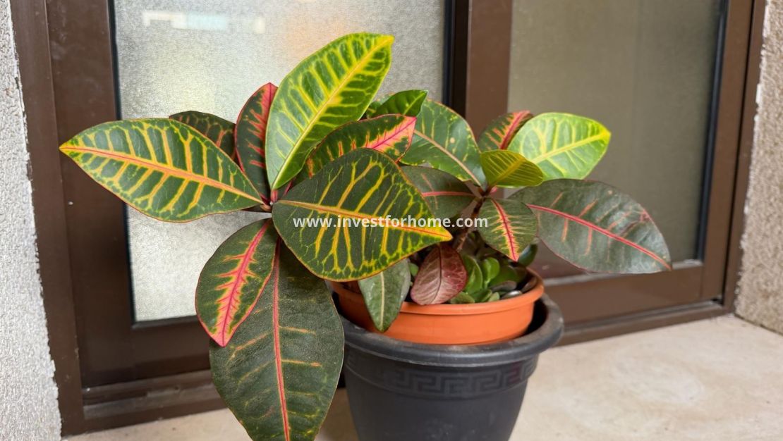 Försäljning - Lägenhet - Orihuela Costa - Las Ramblas Golf