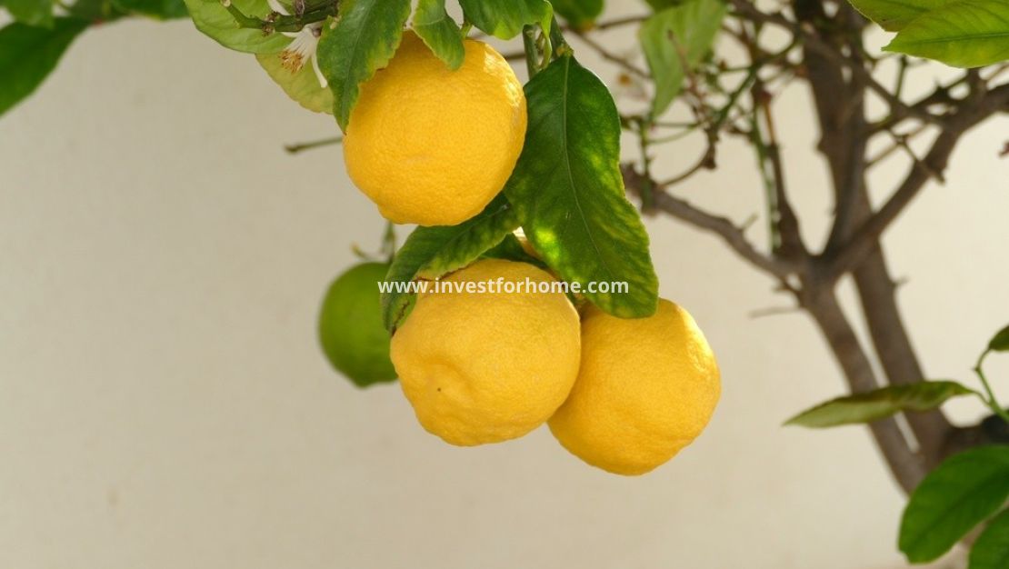 Försäljning - Villa - Benijofar - Costa Blanca