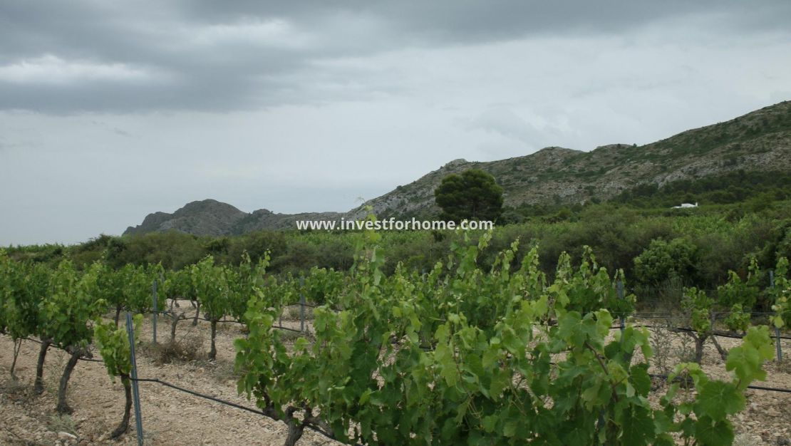 Nouvelle construction - Villa - Yecla