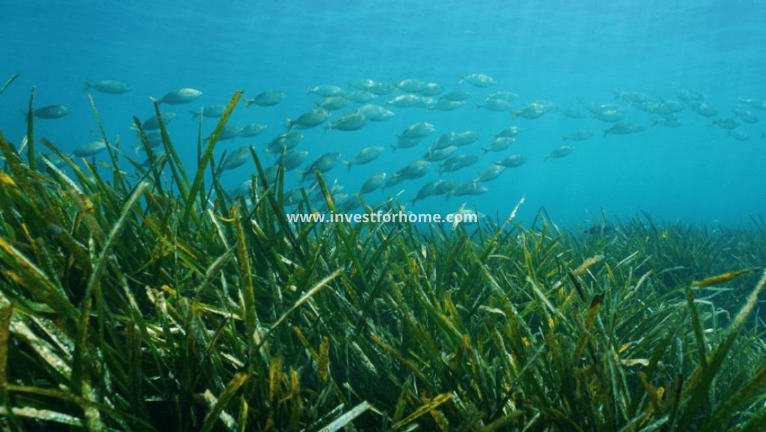 Nueva construcción - Chalet - Benissa - Racó del Galeno