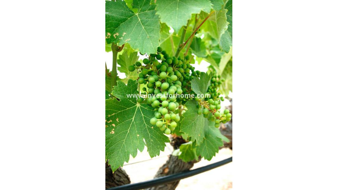 Nueva construcción - Chalet - Yecla