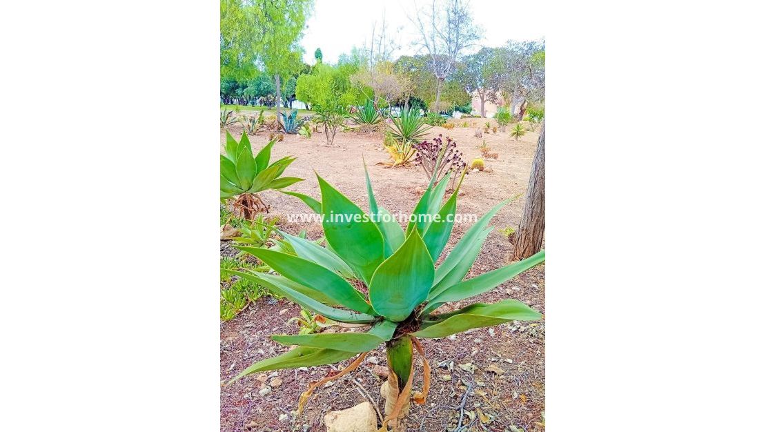 Reventa - Apartamento - Orihuela Costa - Playa Flamenca