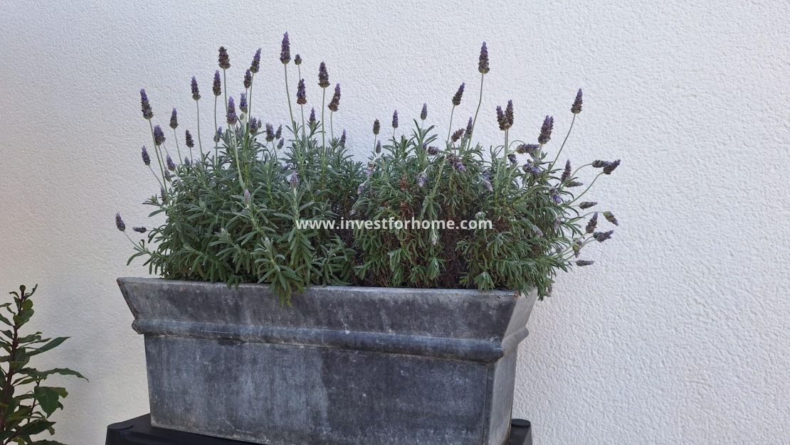 Reventa - Chalet - Torrevieja - Los Balcones - Los Altos Del Edén