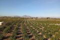 Sale - Apartment - Daya Nueva - Costa Blanca