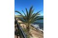 Vente - Appartement - Orihuela Costa - Costa Blanca