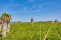 Vente - Maison - Torrevieja - La Siesta-El Chaparral