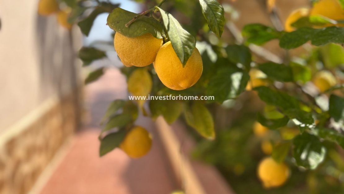 Vente - Villa - Algorfa - Inland