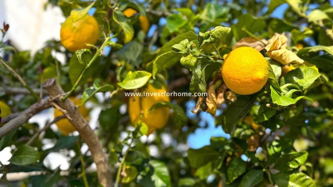 Vente - Villa - Orihuela Costa - Costa Blanca