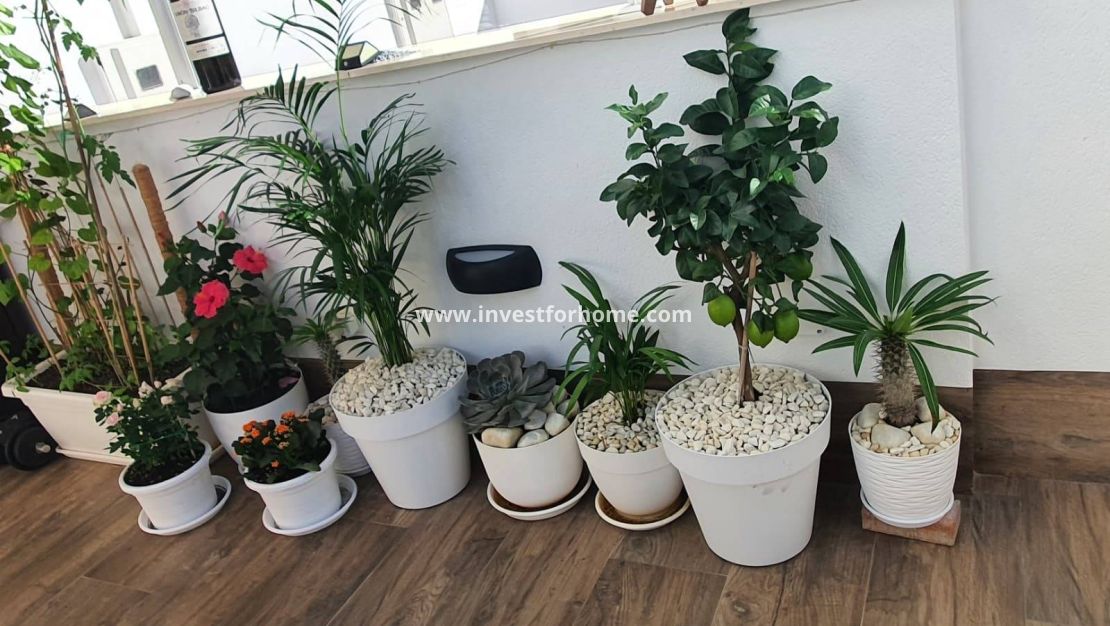 Vente - Villa - San Pedro del Pinatar - Centro