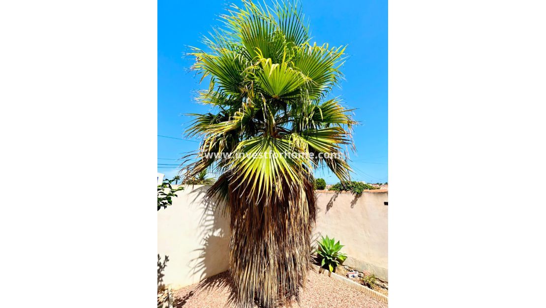 Vente - Villa - Torrevieja - Costa Blanca