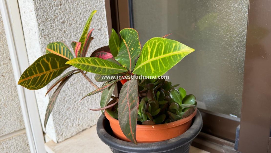 Verkoop - Appartement - Orihuela Costa - Las Ramblas Golf