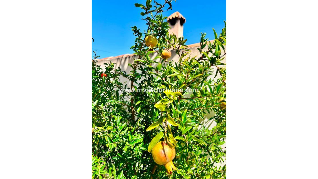 Verkoop - Villa - Torrevieja - Costa Blanca